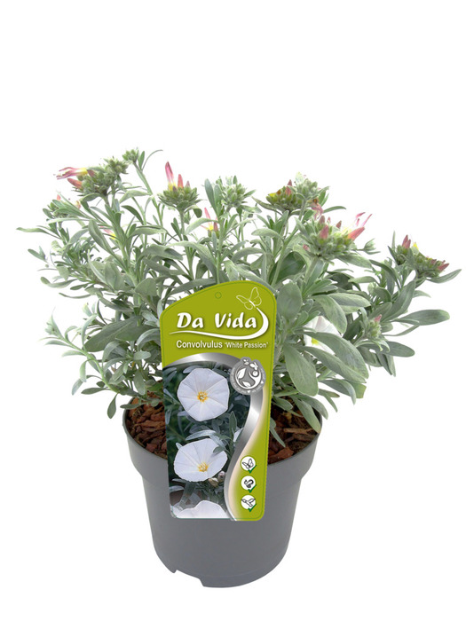 Silvervinda ‘White Passion’ Ø19 cm